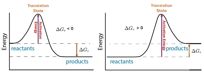 Energy profile diagrams comparing exergonic and endergonic reactions, showing activation energy, transition state, and Gibbs free energy change (ΔG)