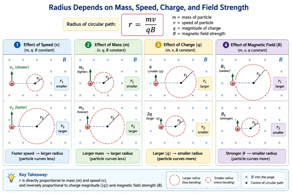 Educational infographic showing how the circular path radius of a charged particle in a magnetic field changes with mass, speed, charge magnitude, and magnetic field strength.