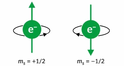 Diagram showing two symbolic electron spin states, with spin-up labelled m_s = +1/2 and spin-down labelled m_s = -1/2.