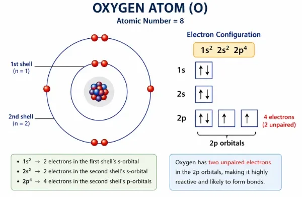 Educational diagram showing the oxygen atom with 8 electrons, including the first and second electron shells, the electron configuration 1s² 2s² 2p⁴, and the 2p orbital arrangement with two unpaired electrons.
